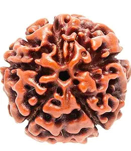Panchmukhi Rudraksha Bead